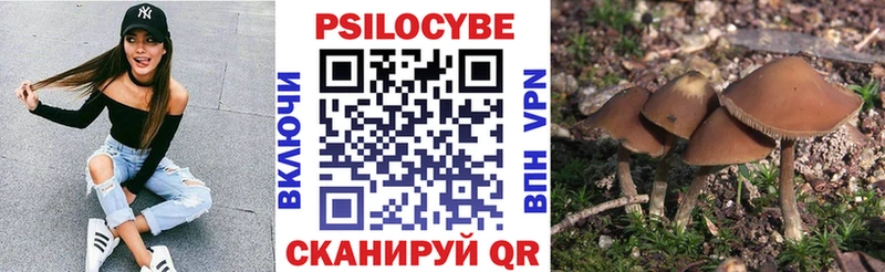 Псилоцибиновые грибы Psilocybe  Купить где  Мичуринск 